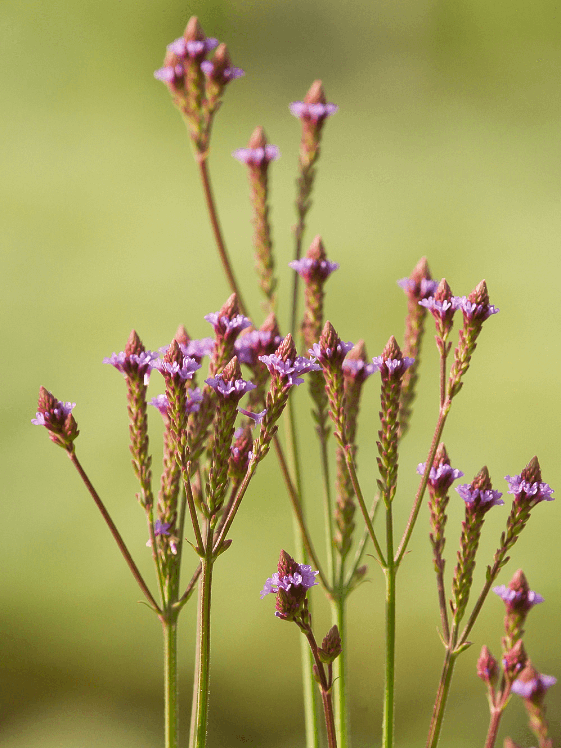 Verbena Lavender Spires